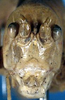 CollectionObject 1517321; a62e69a9-33bb-4cbd-9b31-68bbf7e13bcb: female head, frontal view (holotype). (CollectionObject).