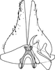 Subgenital plate: !! display not done !! on Bobacella corvina (Horváth, 1903): Subgenital plate. (Observation).