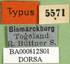 CollectionObject 1501275; 07ebf371-d528-4fae-b7e8-41d9ea5cc138: labels (syntype). (CollectionObject).