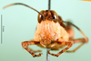 CollectionObject 1580260; d988f18b-4a78-4847-80a3-6b32d1f96635: female, frontal view (paralectotype). (CollectionObject).