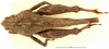 CollectionObject 1477360; OUM 755, 19d1a514-27f8-40d7-93dc-605504789075: male, dorsal view (holotype of Phloeonotus sinuatus). (CollectionObject).