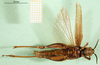 CollectionObject 1501597; 4d18b825-4ef0-4123-a9fb-5cc6da0ae2ea, DORSA BA000233S01: female, ventral view (holotype of Catantops pachycerus). (CollectionObject).
