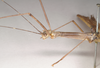 CollectionObject 1561924; NHMUK(SF IMPORT DUPLICATE) 844827, bc8db473-e88c-473e-8bf4-53f35d8c9888: copyright Natural History Museum, London. female: head and thorax, lateral view of Necroscia atricoxis (holotype). (CollectionObject).