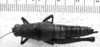 CollectionObject 1530137; aadd7f97-5494-47e3-9da8-db7978c88f49: Image Carbonell, C.S. female, dorsal view (holotype). (CollectionObject).