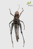 CollectionObject 1849150; 71180bc4-2444-46c4-a207-6655f1e6366f, Unioeste Cascavel K-0222: Female. Ventral view. (CollectionObject).