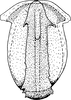 Aedeagus, ventral view on Athysanus quadrum Boheman, 1845: Aedeagus, ventral view. (Observation).