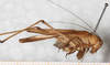 female, lateral view. Depicts CollectionObject 1564320; NMW 17.144, ff4fa01b-b2ae-45ff-afc5-5d32e851a9b7, a CollectionObject.
