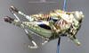 CollectionObject 1537888; 76c7d38d-fdca-4a7a-a292-3c4466ee79e4: male, lateral view. (CollectionObject).