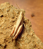 FieldOccurrence 159; a7a4b0a3-7fc7-4183-9673-92276abee947; Tanzania
Lake Chala area eastern slopes Mount Kilimanjaro, 2022/09/16: male. (FieldOccurrence).