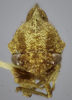 Head on Cyrtolobus celsus Van Duzee, 1916: (Observation).