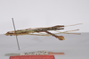 CollectionObject 1562153; d62f7024-ccfe-4f83-b2df-45069f6c7e4c: copyright ZMHB, Berlin. male, lateral view (holotype). (CollectionObject).