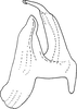 Aedeagus, lateral view on Erythridula ilicis (Ross, 1953): Aedeagus, lateral view. (Observation).