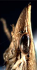 Head on Drakensbergena fuscovittata Linnavuori, 1961: Head and thorax. (Observation).