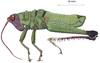 Cloephoracris festae (Giglio-Tos, 1897): male, lateral view. (Otu).
