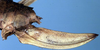 CollectionObject 1531870; 1d0f0300-54ba-421f-a28d-7fb3256723c3: female ovipositor (holotype). (CollectionObject).