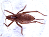 CollectionObject 1567204; 805e0d0d-12ca-4458-8bd4-acce9a637efa: female, dorsal view (paralectotype). (CollectionObject).