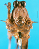 CollectionObject 1501973; 127e8ee6-8dbb-4de1-8722-e720b40ab9e0: female, frontal view (holotype). (CollectionObject).