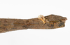 CollectionObject 1561707; a0f2e313-1b6b-42b0-8e11-519484c44c98: copyright ZMUH, Hamburg. female: end of abdomen, lateral view of synonym Cuniculina modesta (syntype). (CollectionObject).