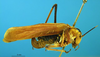 CollectionObject 1521429; 8486f79d-6e60-40aa-92d7-c2f533a7c9da: female, lateral view (paralectotype of Scaphura ferruginea). (CollectionObject).