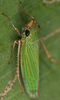 Habitus, dorsal view: Draeculacephala sp. @ Costa Rica, by Gernot Kunz. (Observation).