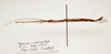 CollectionObject 1595837; 69c9f47b-4b25-4afe-b6ea-ed670bd62ecf: copyright LKCNH Singapore. male, lateral view (paratype). (CollectionObject).;CollectionObject 1595838; d0360f50-72f5-4e29-9303-e290158de26d: copyright LKCNH Singapore. male, lateral view (paratype). (CollectionObject).