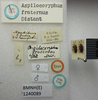 CollectionObject 1593480; 73c89e18-42ea-40cc-81cc-ecd9c6654373: Aspilocoryphus fraternus. Syntype. (BMNH) - (CC BY-NC 4.0) Photo by Stuart Cole, reproduced with permission from the Natural History Museum, London, UK. (CollectionObject).;CollectionObject 1593481; c3d69f2e-e19f-453d-a6ab-6e0c299b1ca8: Aspilocoryphus fraternus. Syntype. (BMNH) - (CC BY-NC 4.0) Photo by Stuart Cole, reproduced with permission from the Natural History Museum, London, UK. (CollectionObject).