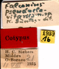 CollectionObject 1505153; fa0188f9-3bbf-40d9-9d87-9a9128d3796b: labels (syntype). (CollectionObject).