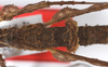 CollectionObject 1562995; 197b2569-88bf-455e-8083-ea39a065f5f1: copyright ZSMC. female, first abdominal segments (holotype). (CollectionObject).