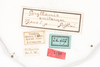 CollectionObject 1585447; 900dfe2b-4398-4e35-9616-7b9b0eb0b9b0: male, labels (syntype). (CollectionObject).