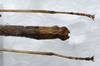 CollectionObject 1575937; 86c47283-eee8-4191-a027-c30166e008b3: copyright SPM, Kinabalu. male: end of abdomen, dorsal view (paratype). (CollectionObject).