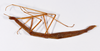 CollectionObject 1558077; 57465357-0a21-48eb-b0e0-96d7871069a9: copyright ZMHB, Berlin. female, lateral view (paratype). (CollectionObject).
