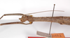 CollectionObject 1560184; 9007c212-293e-4129-85ac-38d1f978f763: copyright ZMB, Berlin. female: head and thorax, lateral view (holotype). (CollectionObject).