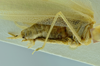 CollectionObject 1532124; NMW 4803, 8872, 9967, 2c92d831-9d61-44fe-bdc7-0b0d17703c09: male abdomen and terminalia, lateral view (syntype number 4803). (CollectionObject).