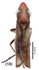 Habitus, dorsal view: !! display not done !! on Phera obtusifrons Fowler, 1899: (Observation).