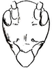 Dasylistroscelis neivai Mello-Leitão, 1940: male head, frontal view. (Otu).
