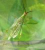 Oecanthus texensis Symes & Collins, 2013: male, dorsal view. (Otu).