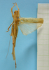 CollectionObject 1542651; 9597346e-a26d-4e5c-9ddb-7d306939850f: male, dorsal view (holotype of Agraecia malkini). (CollectionObject).