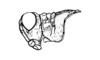 Neuquenina fictor (Rehn, 1943): Fig. 35. male head and pronotum, lateral view. (Otu).