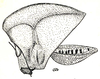 Phyllochoreia equa Burr, 1899: Fig. 8. female head, pronotum and elytron. (Otu).