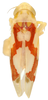 Habitus, dorsal view: Habitus (holotype, USNM collection). (Observation).