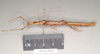 CollectionObject 1562801; NHMUK(SF IMPORT DUPLICATE) 844834, 82af3a33-2e87-4e65-b1e5-487a365953c1: copyright Natural History Museum, London. female, lateral view (paratype). (CollectionObject).