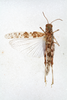 CollectionObject 1501448; d26e18d8-f1fc-41c2-8a20-379e2dec7ff7, DORSA BA000820S01: male, dorsal view (holotype of Sphingonotus carinatus eshrewi). (CollectionObject).