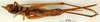 CollectionObject 1500880; 5773b734-c113-48a1-be47-dc6858b00cc0: female, ventral view (syntype). (CollectionObject).