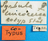 CollectionObject 1500276; b69ed655-7cc0-44f5-85d4-f7121f87b6e3: labels (syntype of Syrbula leucocerca). (CollectionObject).