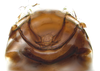 Aedeagus, ventral view: (Observation).
