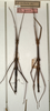 CollectionObject 1557387; 09d99d78-697b-43ba-95d4-10fbc3d9811f: copyright NMW, Vienna. female (syntypes). (CollectionObject).