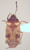CollectionObject 1595304; 14785b8d-6c7b-4538-9186-bf18684e389e: Cryphula rivierei, holotype. (MACN) - (CC BY-NC 4.0) - Photo by Pablo M. Dellapé. Holotype male, Arg., Bs. As., San Miguel, 24-VI-[19]55, P. Riviére, S.J. (MACN). (CollectionObject).