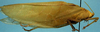 CollectionObject 1533133; d4bdccce-2210-4ff1-943d-e84df79ed092: male (holotype of Despoina submutica). (CollectionObject).
