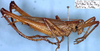 CollectionObject 1531735; dc000eee-1dcb-485e-aa5c-6707ca17166b: male (holotype). (CollectionObject).
