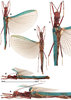 CollectionObject 1598037; a84fb6f3-c815-4ceb-a06a-29cbb1a7d152: copyright RBINS. female (paratype). (CollectionObject).